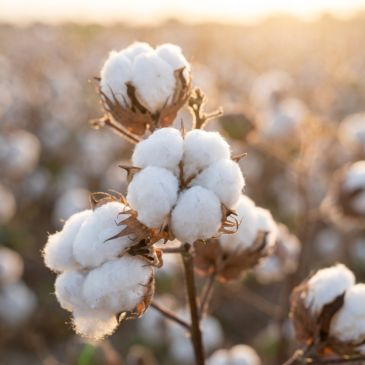 Open cotton bolls on the plant